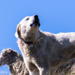 Akbash Dog breed