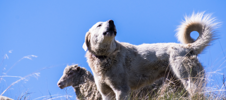 Akbash Dog breed