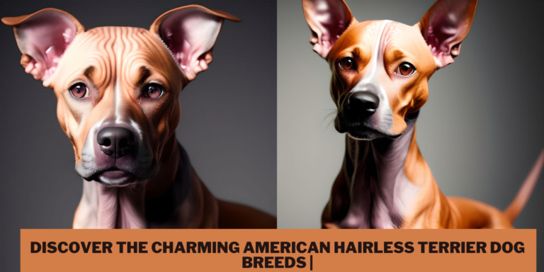 American Hairless Terrier Dog Breeds