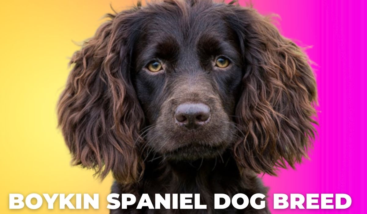 Boykin Spaniel Dog Breed