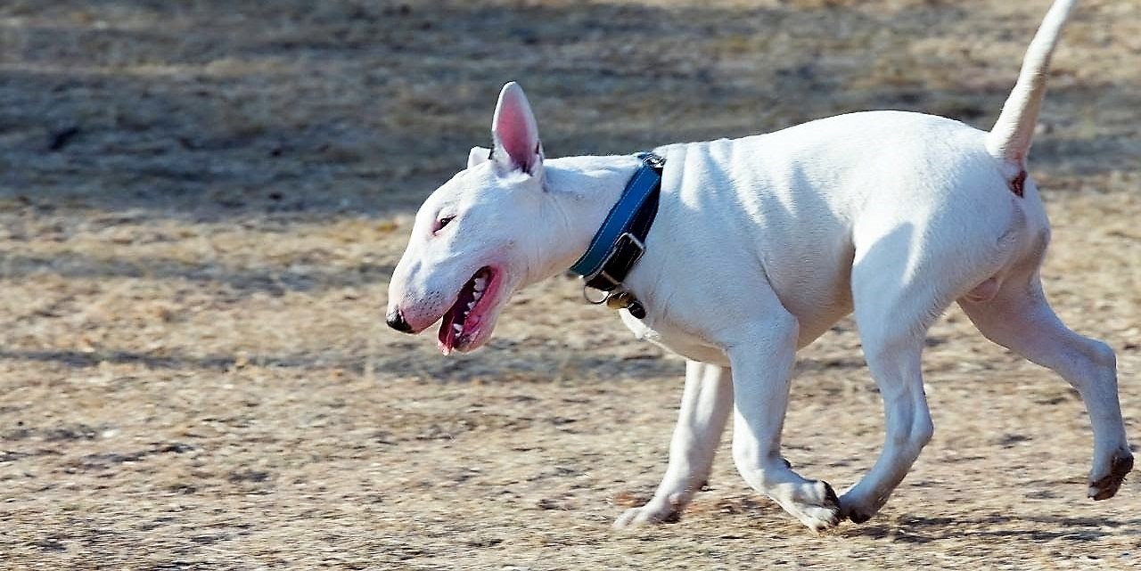 Bull Terrier Dog Breed Information Temperament