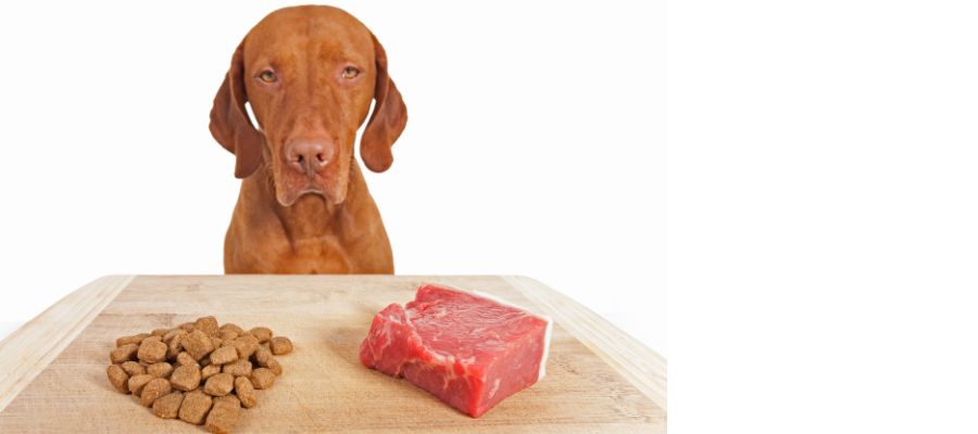 Can Dogs be Vegan or Vegetarian? 3 can dogs be vegan or vegetarian
