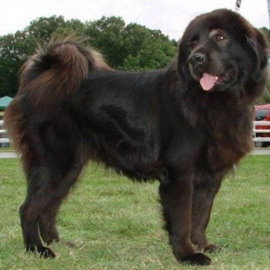 Cashmere Mastiff Dog Breed