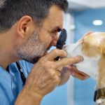 Corneal Ulcer in Dogs