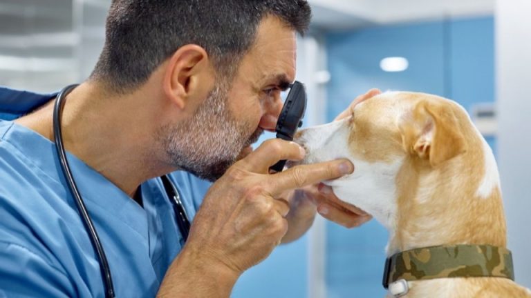 Corneal Ulcer in Dogs