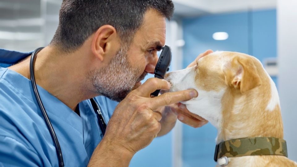 Corneal Ulcer in Dogs