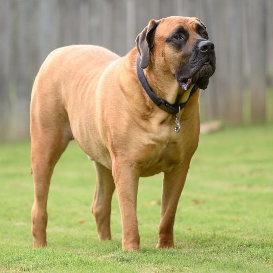 Mastiff Dog Breed Information, Characteristics and Temperament 6 English Mastiff Dog Breed