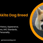Japanese Akita Dog Breed