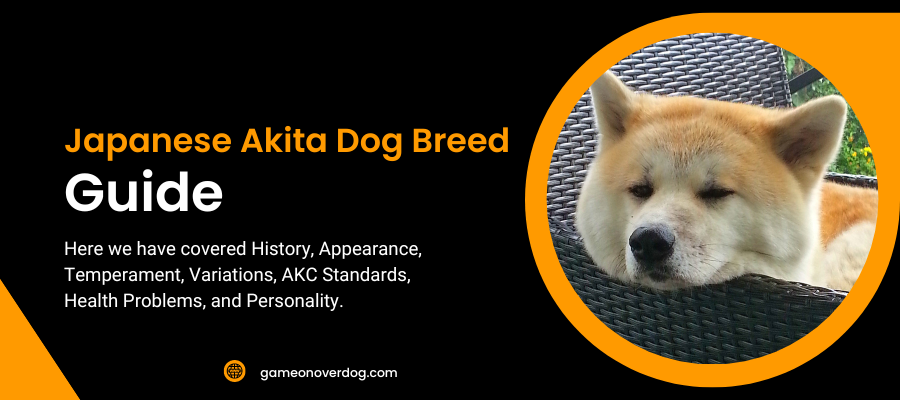 Japanese Akita Dog Breed