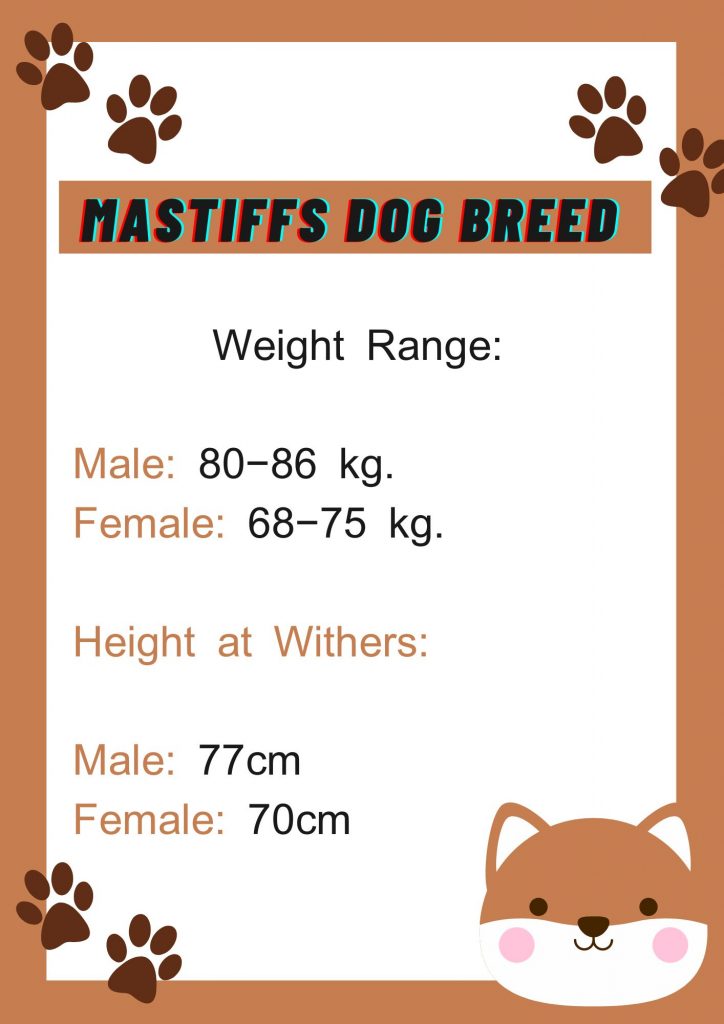 Mastiff Dog Breed Information, Characteristics and Temperament 2 Mastiff Dog Breed