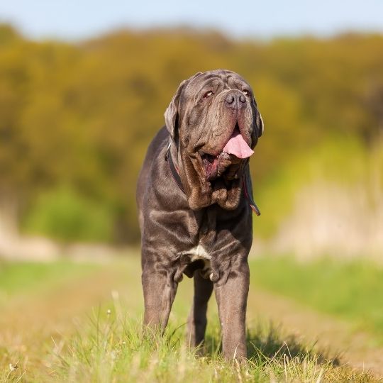 Mastiff Dog Breed Information, Characteristics and Temperament 9 Neapolitan Mastiff Dog Breed