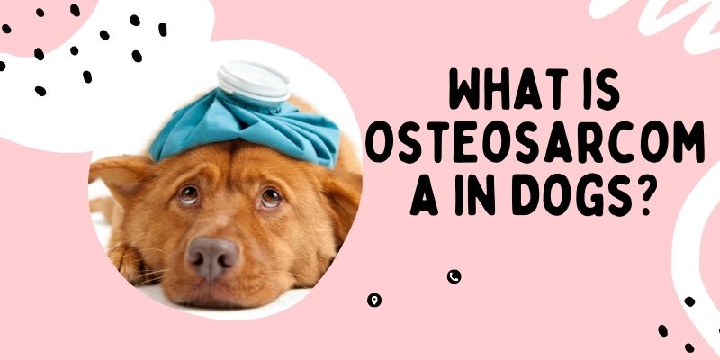 Osteosarcoma in Dogs – How to Train a Puppy? 2 Osteosarcoma in Dogs