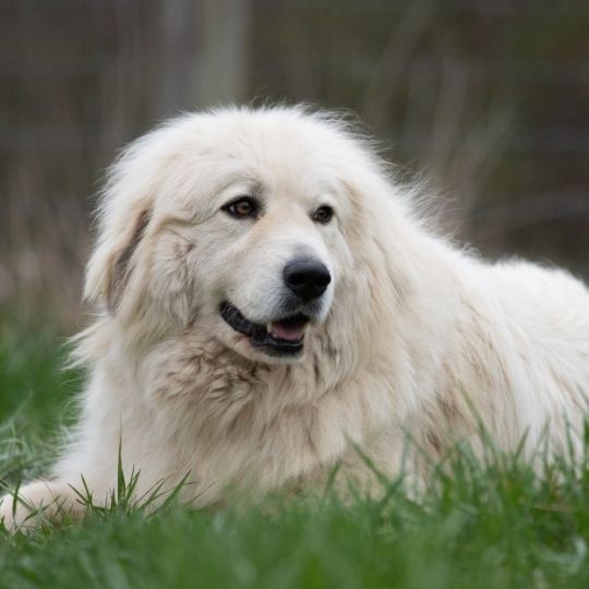 Mastiff Dog Breed Information, Characteristics and Temperament 4 Pyrenean Mastiff Dog Breed