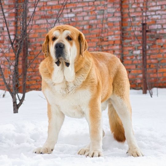 Mastiff Dog Breed Information, Characteristics and Temperament 5 Spanish Mastiff Dog Breed
