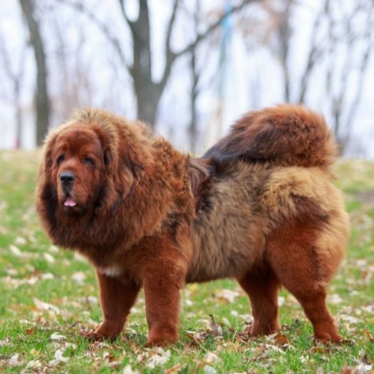 Mastiff Dog Breed Information, Characteristics and Temperament 3 Tibetan Mastiff Dog Breed