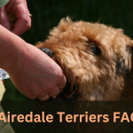 Airedale Terriers FAQ