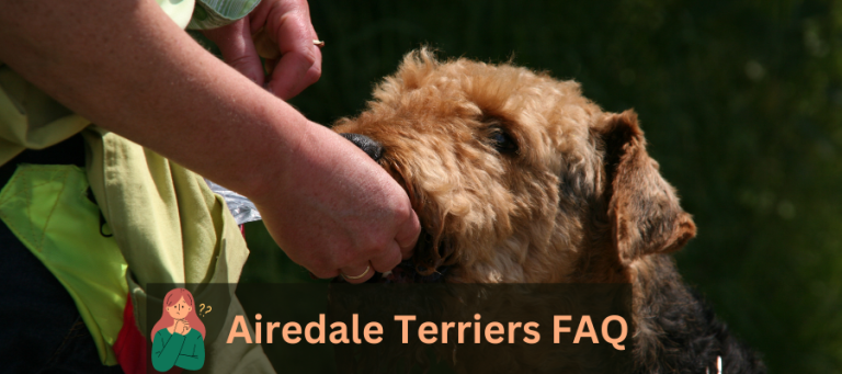 Airedale Terriers FAQ