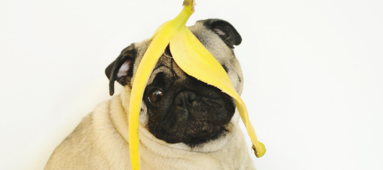 Are Bananas Good for Dogs? Find Out!!