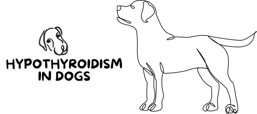 Learn Hypothyroidism in Dogs: Symptoms, Treatment, Diet 2 Hypothyroidism in Dogs