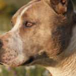 Pitbull Dog Breed