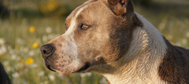 Pitbull Dog Breed