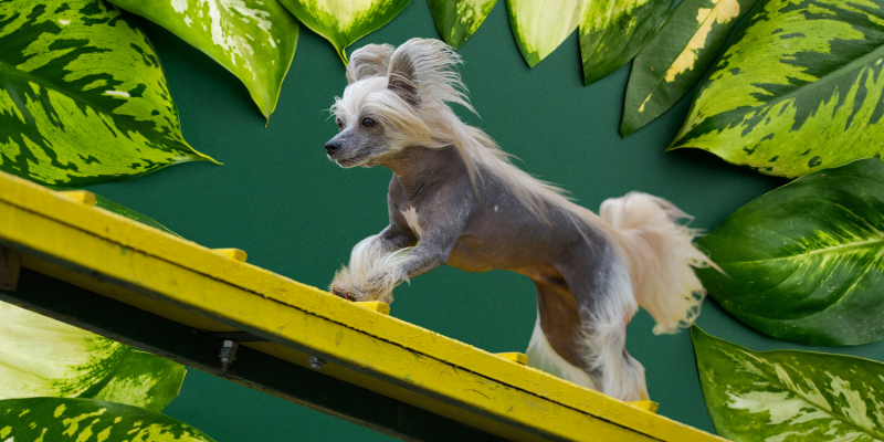 Dogs that Dont Shed a Lot: Let us find out Dog Breed Non Shedding Dogs 4 Chinese Crested