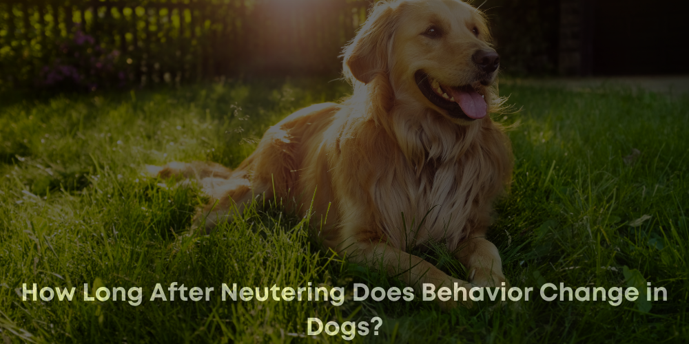 What is the best age to neuter a male dog