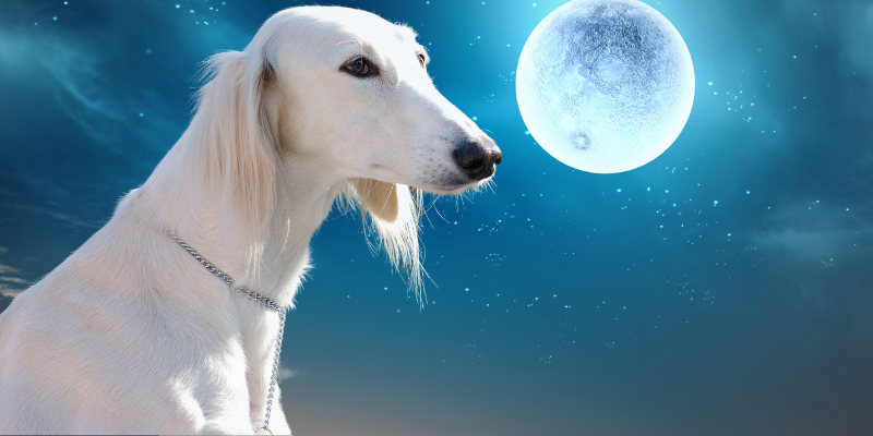 Dogs that Dont Shed a Lot: Let us find out Dog Breed Non Shedding Dogs 2 Lebrel Afgano