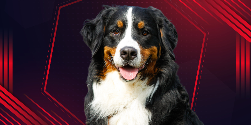 Dogs that Dont Shed a Lot: Let us find out Dog Breed Non Shedding Dogs 3 Mountain Dog of Flanders