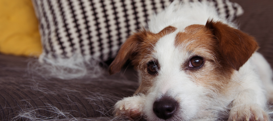 dogs that dont shed