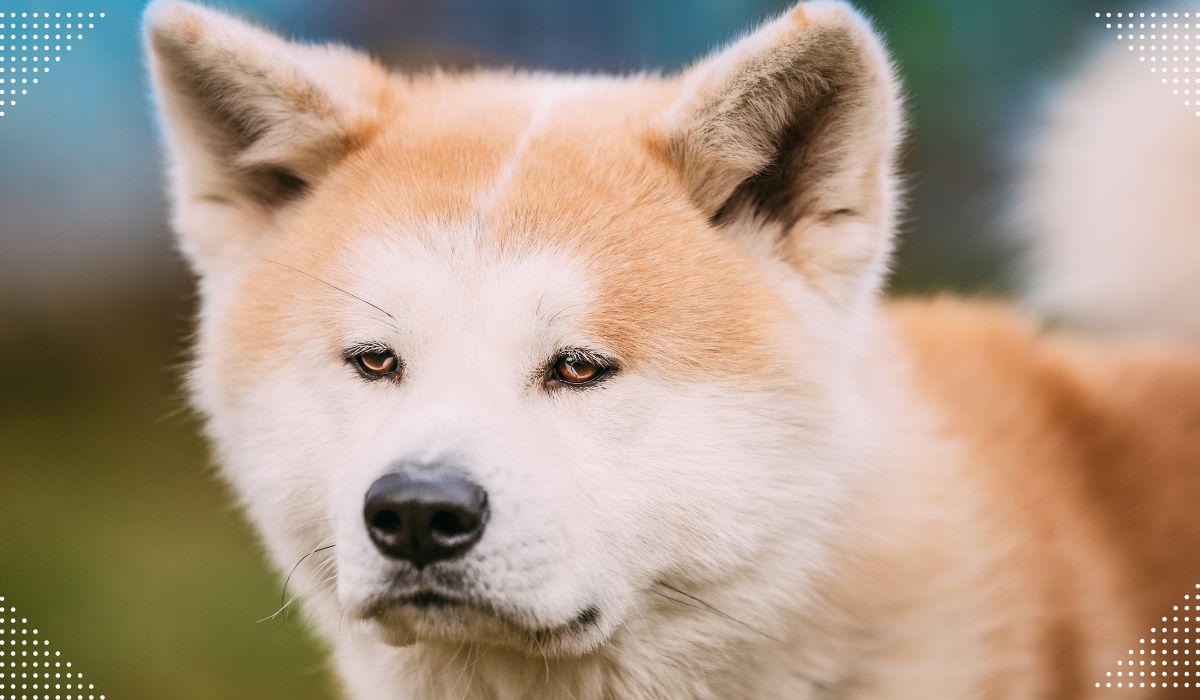 Akita Dog breed
