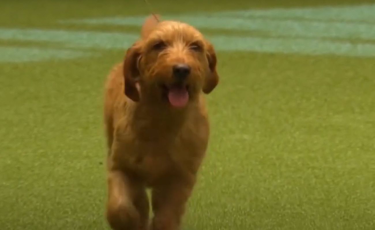 Basset Fauve De Bretagne Dog Breed Information