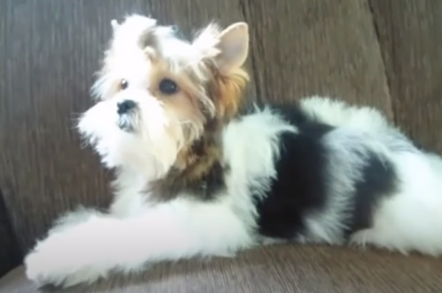 Biewer Terrier Dog Breed