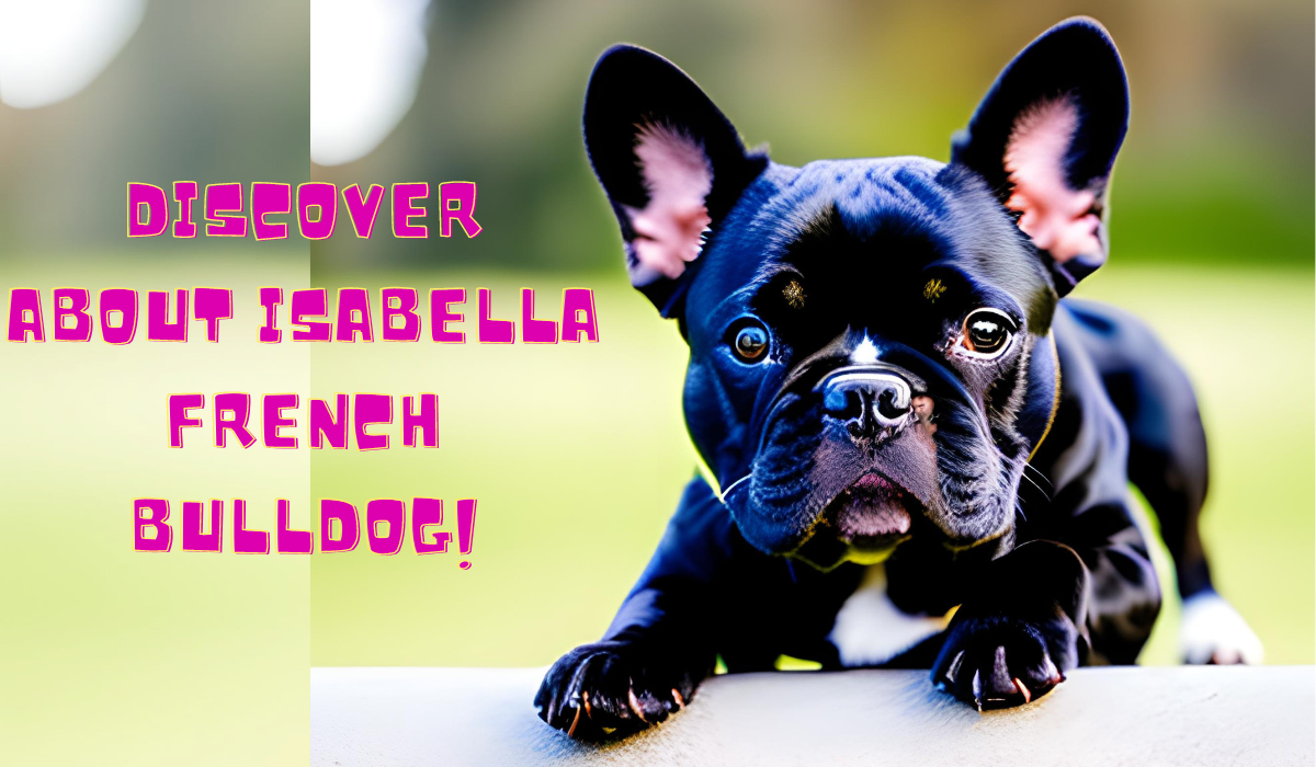 isabella-french-bulldog