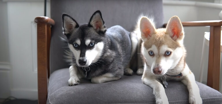 How To Train Alaskan Klee Kai