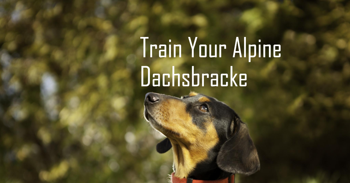 How To Train Alpine Dachsbracke