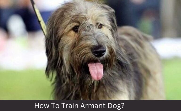 How To Train Armant Dog