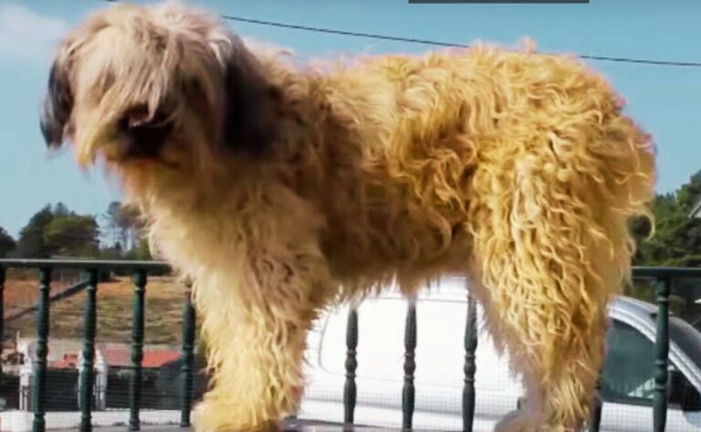 How To Train Barbado Da Terceira Dog