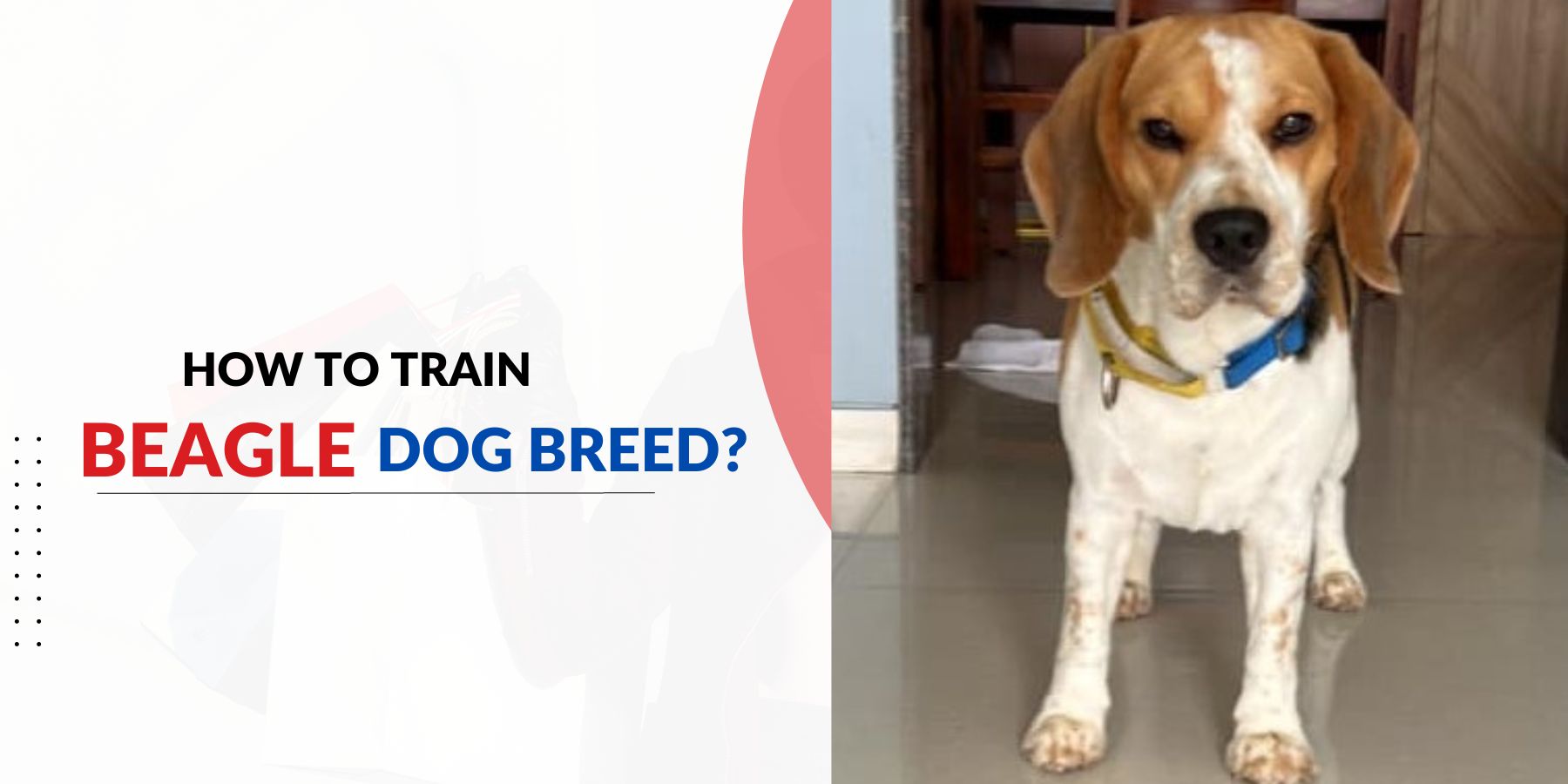 How To Train Beagle Dog Breed