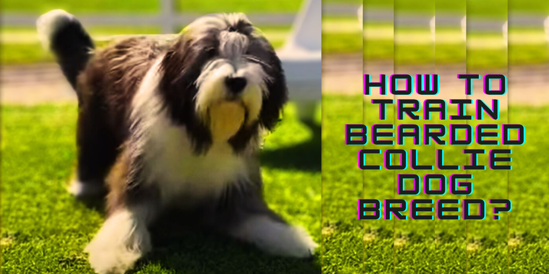 How To Train Bearded Collie Dog Breed