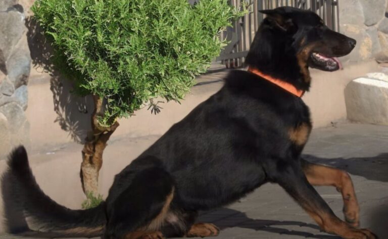 How To Train Beauceron Dog Breed