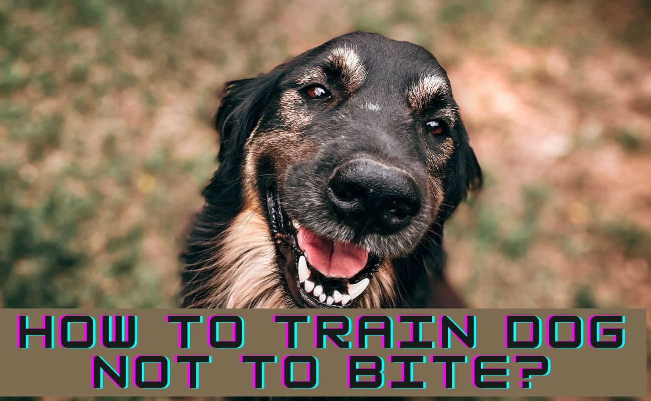 How To Train Dog Not To Bite