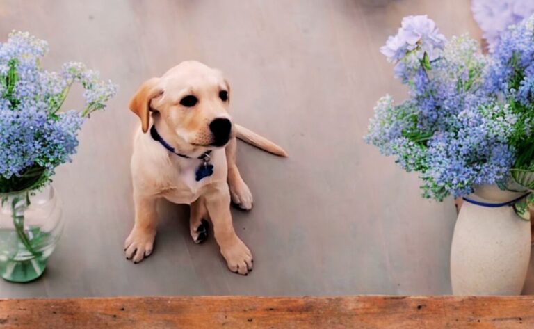 How To Train Dog To Pee Outside