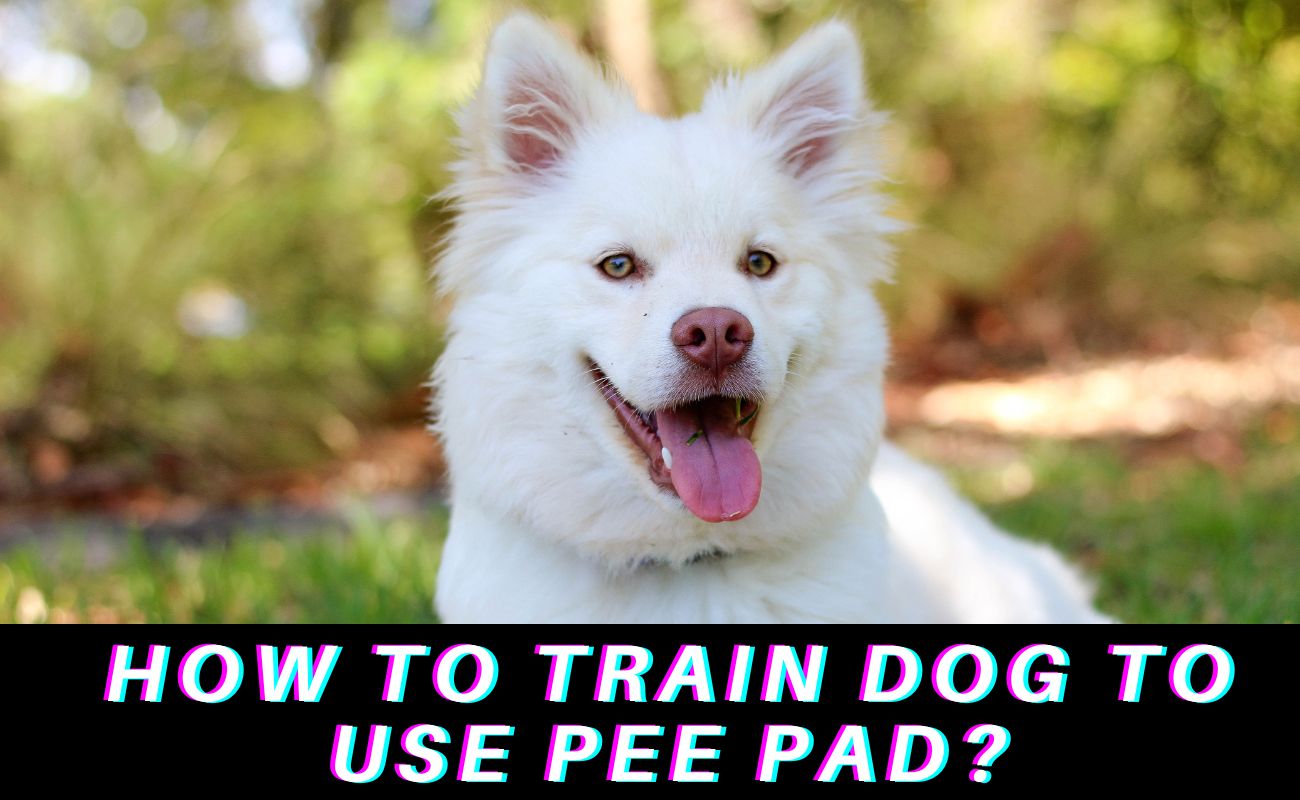 How To Train Dog To Use Pee Pad