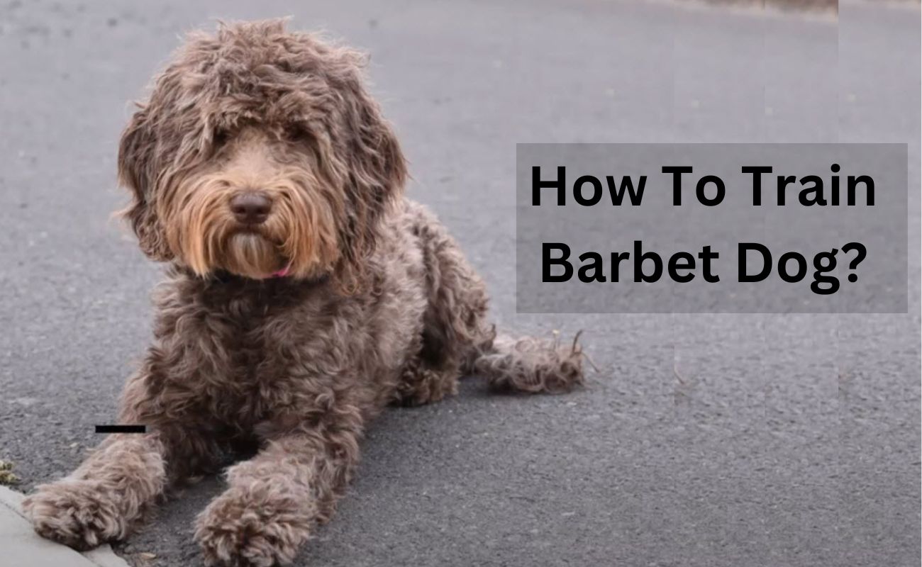 How To Train Barbet Dog