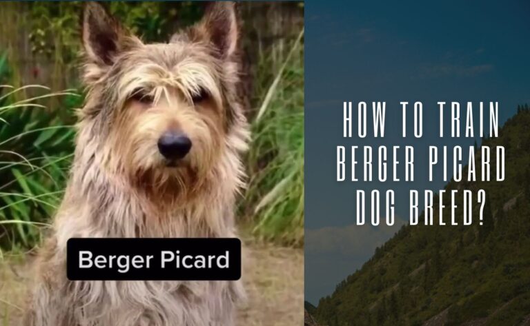 How To Train Berger Picard Dog Breed