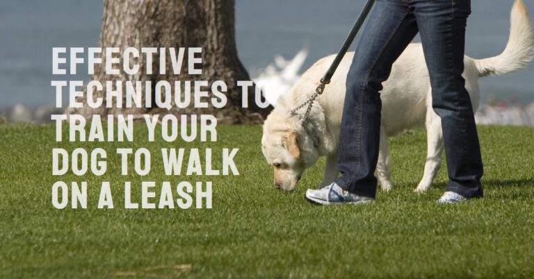 How To Train Dog Not To Pull On Leash