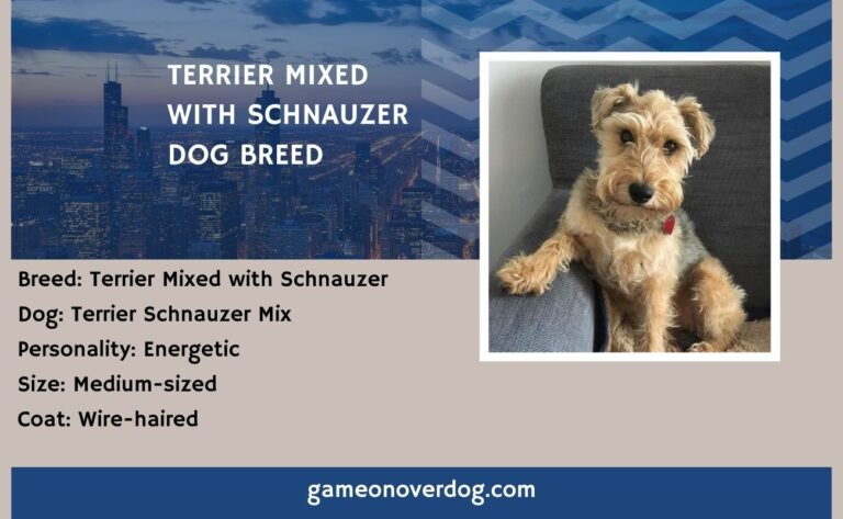 Terrier Mixed with Schnauzer Dog Breed