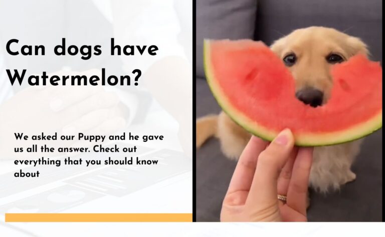 can dogs have watermelon