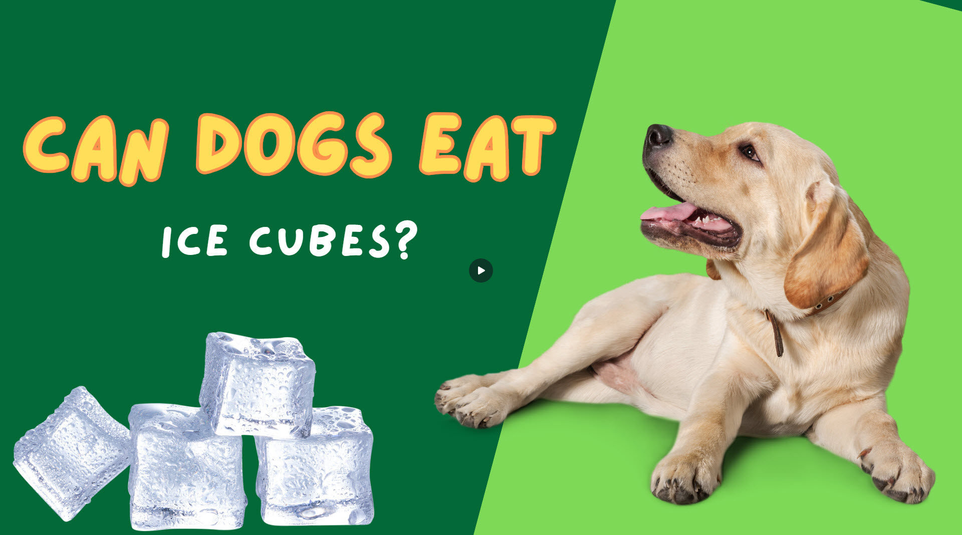 Can Dogs Eat Ice Cubes